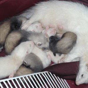 Our Beutiful silver mitt ferret with 8 cute little 4 wk old babies