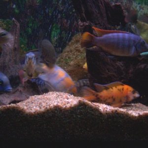 The cichlids are hungry!