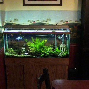 50 gallon planted tank with mixed African Cichlids.