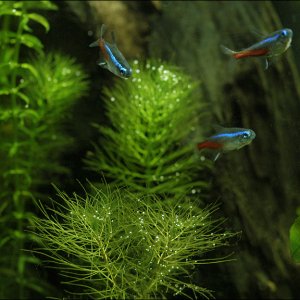 Neon Tetras and pearling Foxtail, Feb. 4, 2006