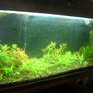See gallery for updated pic.  This tank is connected to a 10g emersed growth project, which used to be a sump/fuge.