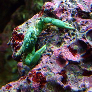 Emerald Crab - Mithraculs sculptus