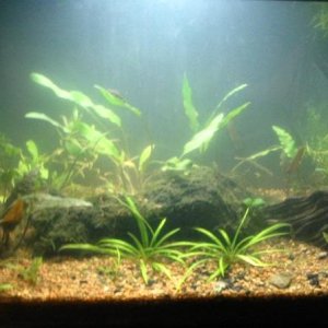 Was a Walstad tank with ambient sunlight.  Now mostly Crypts I pull up too often to try them emersed.  Still gets ambient sunlight, but the background