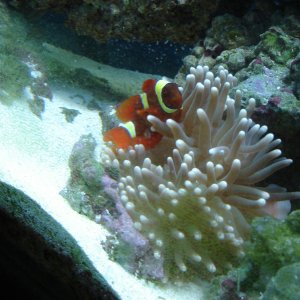 This is my Gold striped maroon clownfish. Ive had him for quite some time.