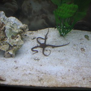 Here is a serpant star we swapped our green brittle star for.