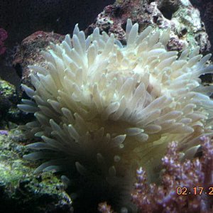 new bubble anemone, just 5 mins after putting him into tank.