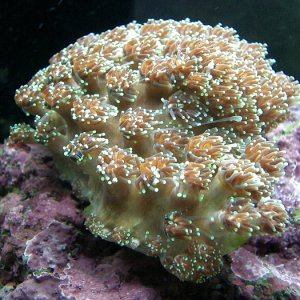 galaxy coral   closed polyps 3 med