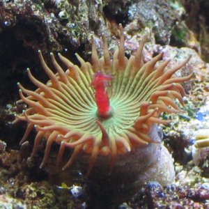 I managed to capture a picture of my single green button polyp as it was snacking on a bloodworm it caught just after feeding my fish