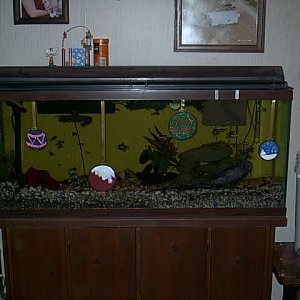 I got bored and decorated my tank for Christmas. Hope the fish enjoyed it!