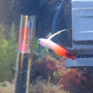 This is our firefish goby we just got.