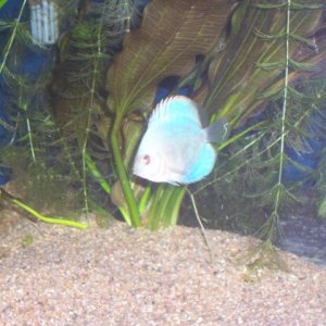 A juvy blue discus.