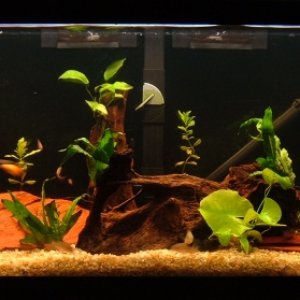 Some new plants and aquascaping