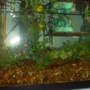the tank was set up in a bit of a rush, for the adoption of the barbs and tetras