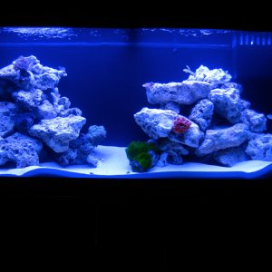 This is the tank at 4 months....cant really see the corals since they are still small. Theres a growing xenia colony at the top left, a few montipora 