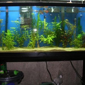This is my 1st Planted tank.  It has a sand substrate, modified Emporer 400, pressurized Co2, Ph monitor, AC 402 Powerhead, 2 heaters and 2 55 watt 67