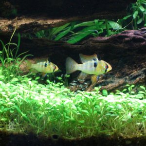 German Blue Ram pair with their free swimming fry