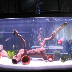 heres the tank after 2 weeks and i added driftwood, rock statue on right, and a plant