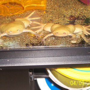 My 2 albino african clawed frogs.