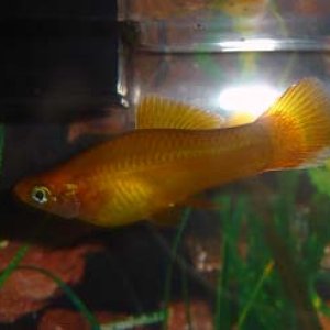 This is a female I think might be pregnant (its kinda hard to tell). Her tail fin appears to be growing back.  I think one of the fish in her tank at 