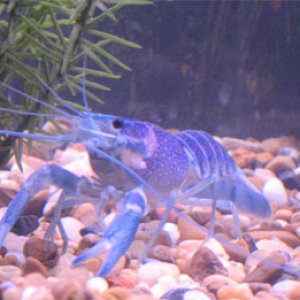 This is my electric blue crayfish, which I was mistakenly told was a lobster.  I later learned much to my noobness that lobsters are salt water, and t