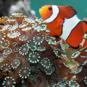 Submitted by i have crabs

this is my one of my clowns (Amphiprion ocellaris) hosting in some kind of Alveopora wich he or she will defend with a mean