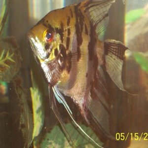 My marble angelfish