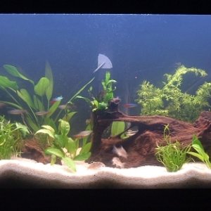 Stage 8 of 30gal community tank