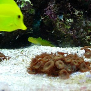 Watchman Golbie and Yellow tang