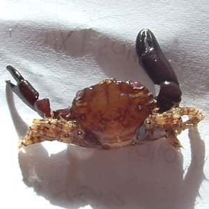 Undentified Crab top view