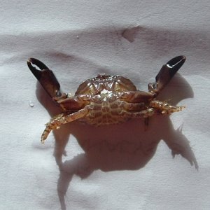 Unidentified crab bottom view