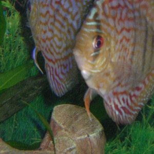 other discus
