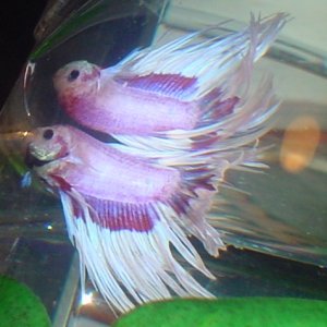 my newest betta a CT butterfly, my sister named him maynard -_-