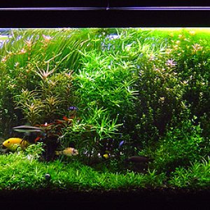 I was gone for two weeks and had a friend taking care of my tank.  It got no trimming during this time and the plants really went wild.  I sort of lik