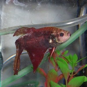 This is AlphaBeta...He is a veiltail betta and will be turning three years old in December.