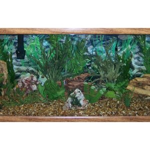 This is a 75 gallon aquarium i have had for 14 years.  I change out rocks and plants from time to time for a new look. The fish are hard to see but th