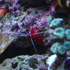 Blood Shrimp, Firefish Goby, Maroon Clown, Trumpet Coral, Feather Duster