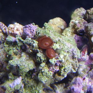 free polyp from lfs1 med