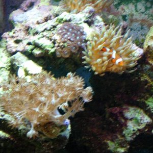 corals clown3 med