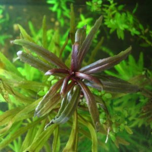 Might be P. stellata "Broad-leaf."  Might be Ludwigia inclinata var verticillata "Cuba."  (I mixed these up.)

I think it's cool looking regardless.