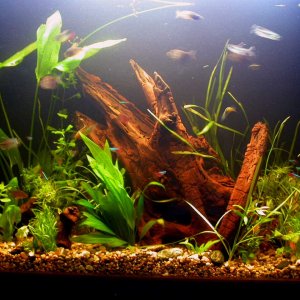56 Gallon freshwater tank when it was first set up. It looks very different now, different plants and lots of 'em!