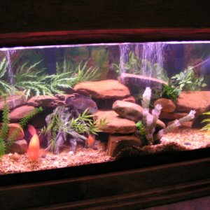 My bottom 75 gal for South/central American cichlids.. NOW this tank is A cyrtocara Moorii tank. Yes, Bue Dolphins! Pic coming