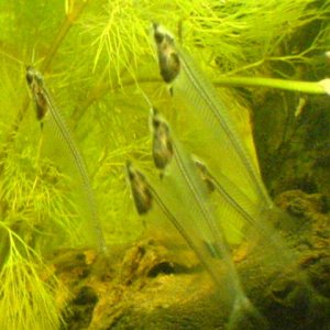 glasscatfish1 med