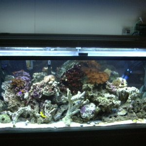 this is my tank as of 12-21, start date 11-01.
