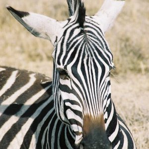 zebra med