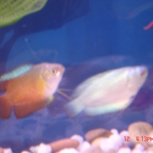 gouramis powder blue and red flame med