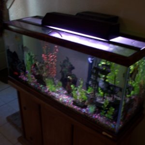 Our pretty little tank! Well, I say "our" but it's her tank and I only bought two of the 9 fish in here....