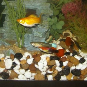The guppies love the orange molly