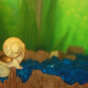 1 of 6 snails