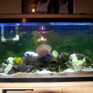 my tank picture you can see some of my fish unclear tho.my leather is up top center and zoanthus coral is on the sides of the rock work green zoas and