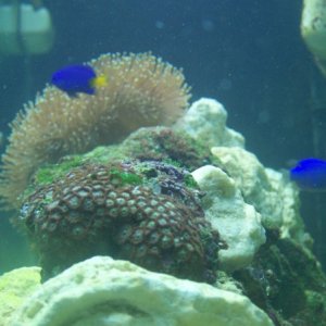 my other zoanthus coral green on other side of  tank than the yellow. this was my very first coral